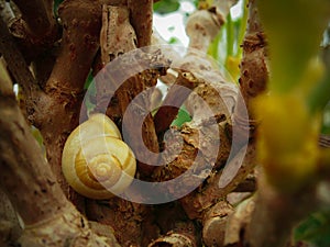 Snail Resting